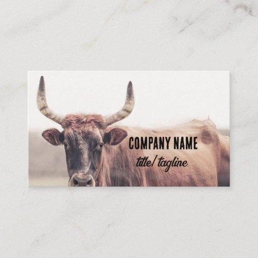  cow with horns country animal photograph  名刺 (正面)