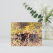 Cowboy Coffee inドラン春(アリゾナ) ポストカード (スタンド正面)