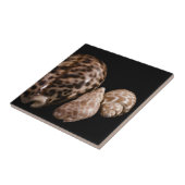 Cowrie円錐タイル タイル (側面)