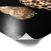 Cowrie Cones 2写真 フォトプリント (角)
