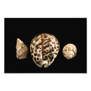 Cowrie Cones 2写真 フォトプリント