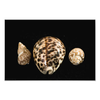 Cowrie Cones 2写真 フォトプリント