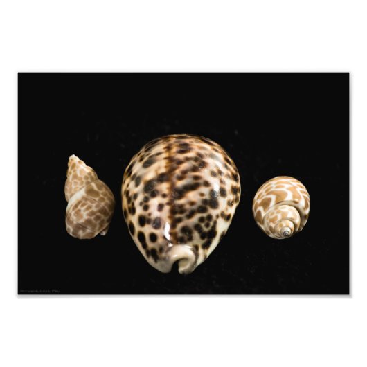Cowrie Cones 2写真 フォトプリント (正面)