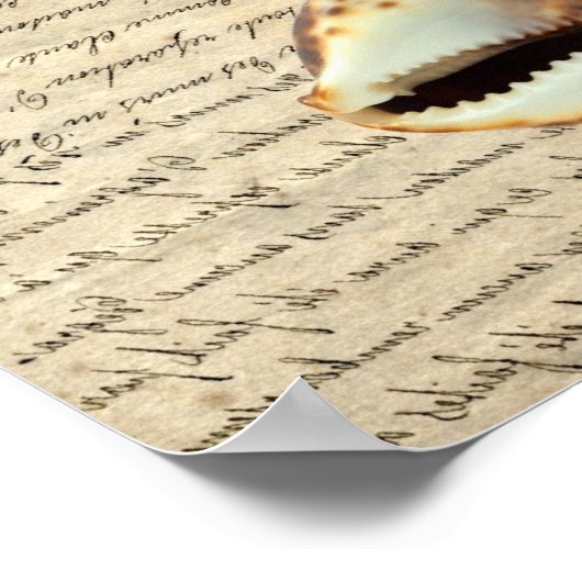 Cowrie shells ポスター (角)