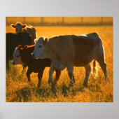 Cows at pasture 2 ポスター (正面)