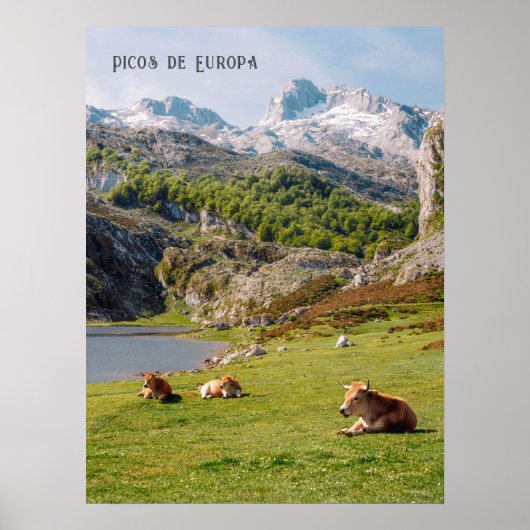 Cows by the Lakes of Covadonga, Asturias travel ポスター (正面)