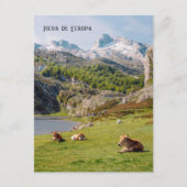 Cows by the Lakes of Covadonga, Asturias travel ポストカード (正面)