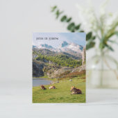 Cows by the Lakes of Covadonga, Asturias travel ポストカード (スタンド正面)