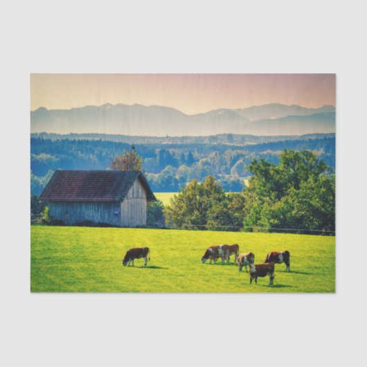 Cows Grazing Peacefully in a Bucolic Setting 薄葉紙 (正面)
