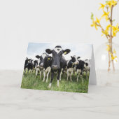 Cows standing in a row looking at camera カード (黄色い花)