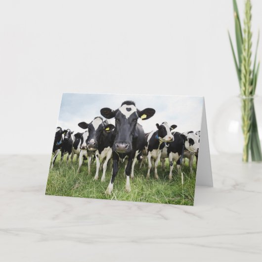 Cows standing in a row looking at camera カード (正面)