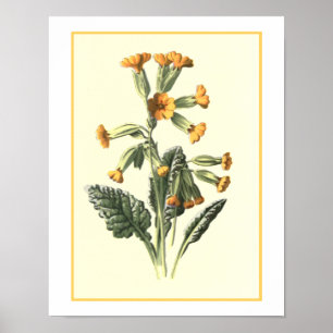 "Cowslip"の植物のイラストレーション ポスター