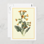 "Cowslip"植物学イラストレーション ポストカード (正面/裏面)