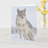 Coyote – スティーブン・ホルトによる野生生物写真 カード (黄色い花)