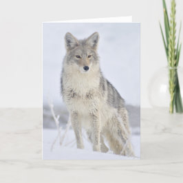 Coyote – スティーブン・ホルトによる野生生物写真 カード