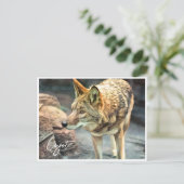 Coyote ポストカード (スタンド正面)