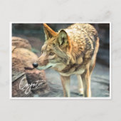 Coyote ポストカード (正面)