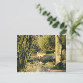 Coyote_at_dawnポストカード ポストカード (スタンド正面)