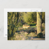 Coyote_at_dawnポストカード ポストカード (正面/裏面)