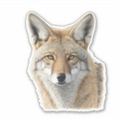 Coyote Head Animal Portrait  シール (正面)