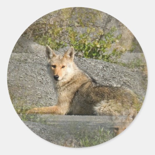 Coyote Imagesスタンプ ラウンドシール (正面)