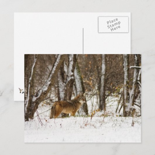 Coyote in the Snow ポストカード (正面/裏面)
