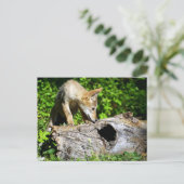 Coyote Pup – そのログには何が記録されているか? ポストカード (スタンド正面)