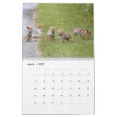 Coyotes Calendar カレンダー (3月 2027)