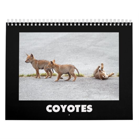 Coyotes Calendar カレンダー (カバー)