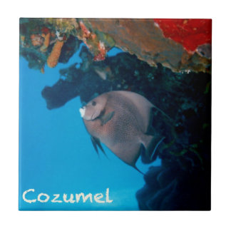 CozumelのAngelfish タイル
