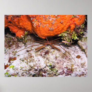 Cozumel Arrow Crab ポスター