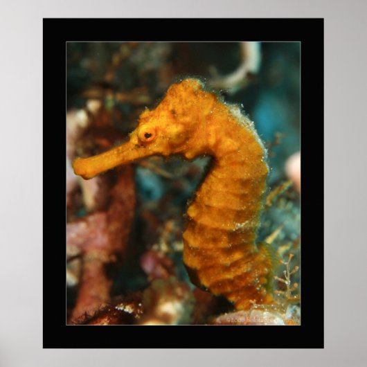 Cozumel - Orange Seahorse#2 ポスター (正面)