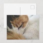 Cozy Calico Cat Postcard シーズンポストカード (正面/裏面)