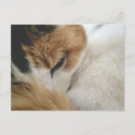 Cozy Calico Cat Postcard シーズンポストカード