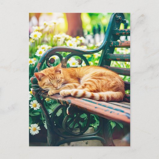 Cozy Cat Sleeping in Garden on Bench ポストカード (正面)