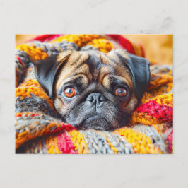 Cozy Pug Wrapped in Knitted Blanket ポストカード