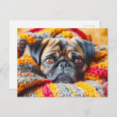 Cozy Pug Wrapped in Knitted Blanket ポストカード (正面/裏面)