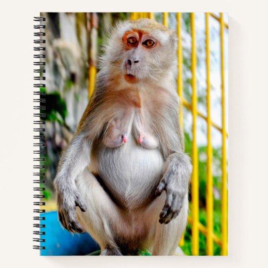 Crab-eating macaque ノートブック (正面)
