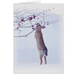 Crabappleのバニー-ウサギ