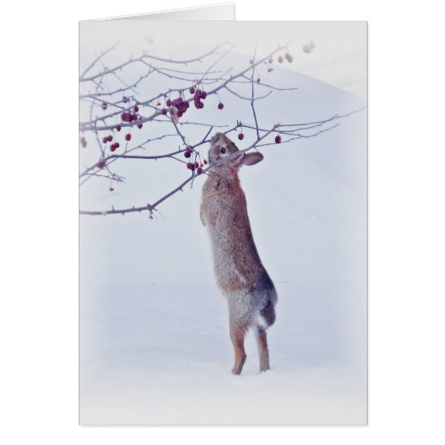 Crabappleのバニー-ウサギ (正面)