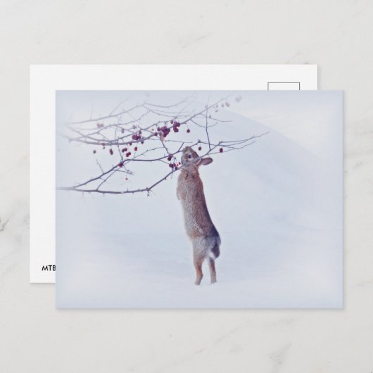 Crabapple Bunny - Rabbit ポストカード (正面/裏面)