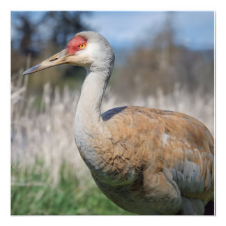 Crane View フォトプリント