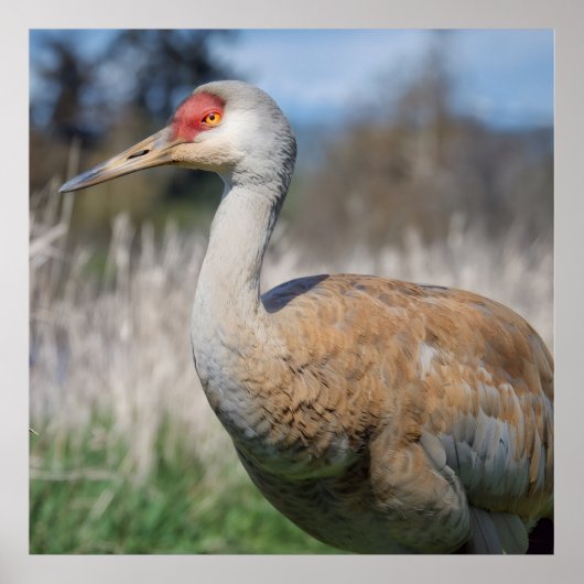 Crane View ポスター (正面)