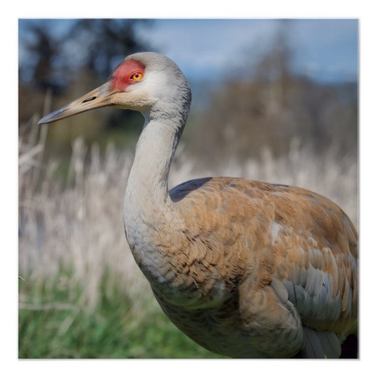 Crane View ポスター (正面)