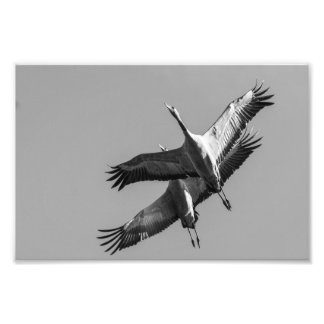 Cranes フォトプリント