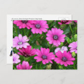 Cranesbill Geranium (ピンクの花)はがき ポストカード (正面/裏面)