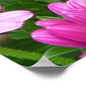 Cranesbill Geranium （ピンクの花）プリント/ポスター ポスター (角)