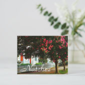 Crape Myrtle、夏、Natchez、MS ポストカード (スタンド正面)