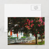 Crape Myrtle、夏、Natchez、MS ポストカード (正面/裏面)