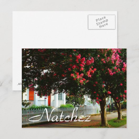 Crape Myrtle、夏、Natchez、MS ポストカード (正面/裏面)